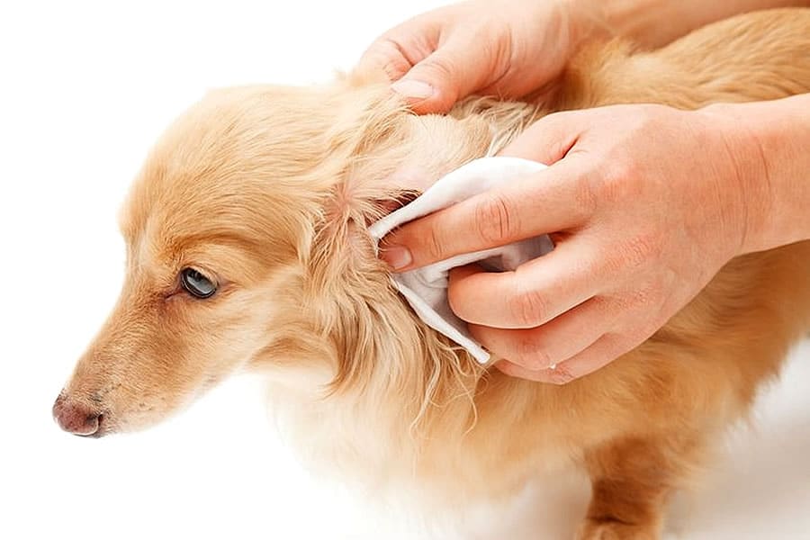 Limpiar los oídos de perros y gatos
