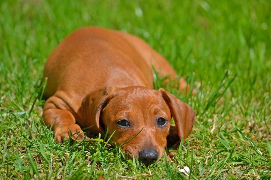 Prevenir la leishmaniosis canina