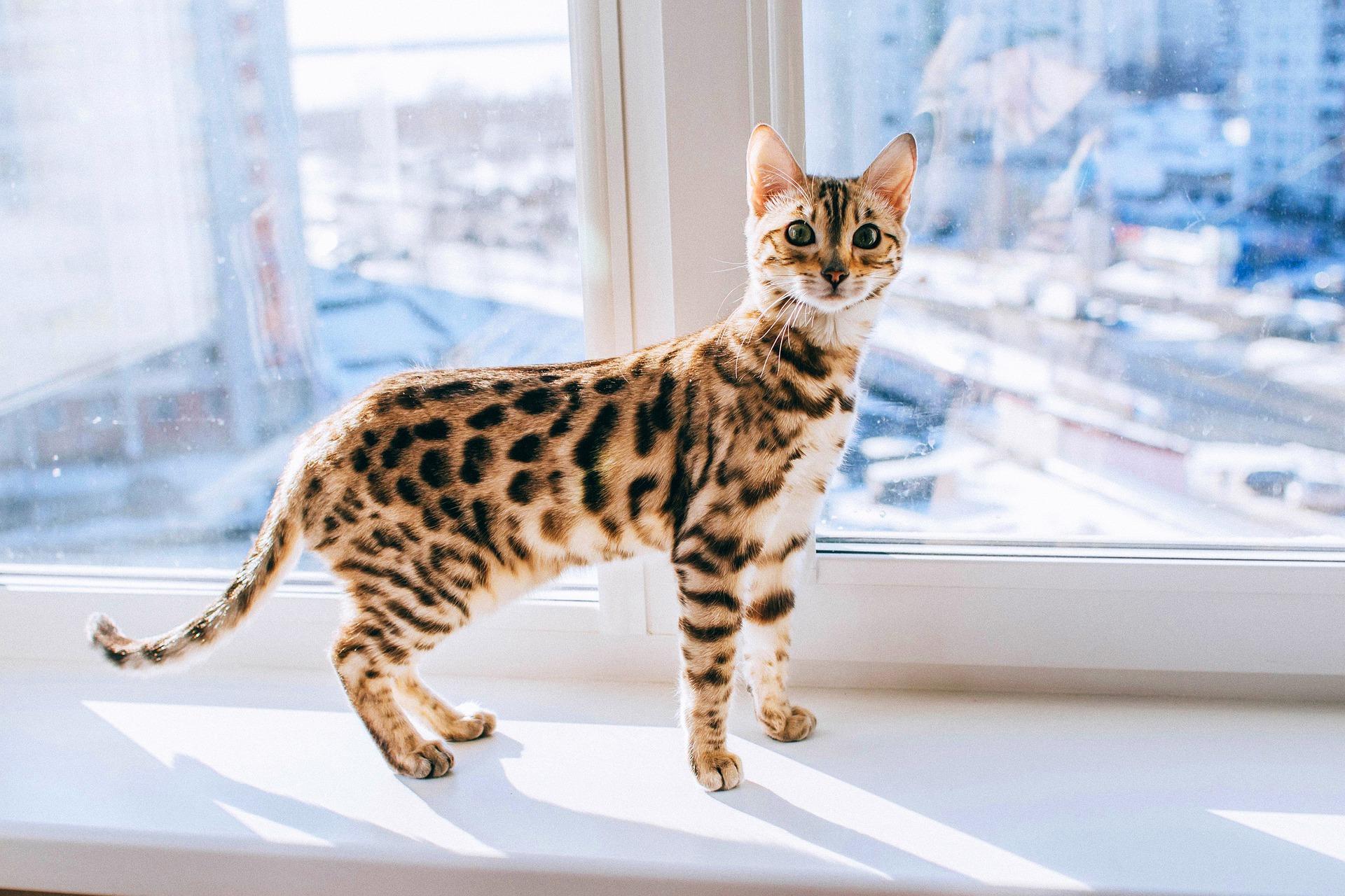 Gato bengalí, y curiosidades de raza de gatos