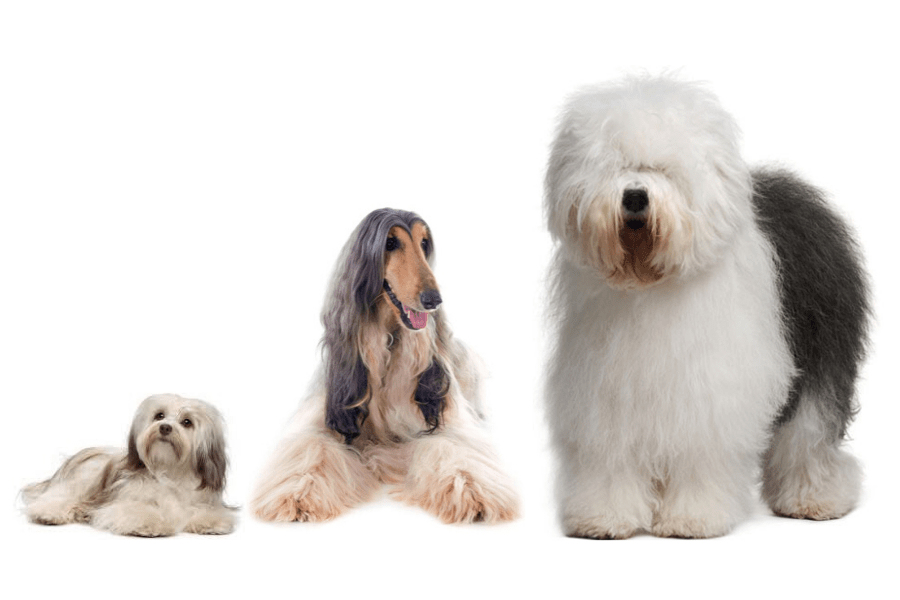Perros de pelo largo, cuidados específicos y conocidas