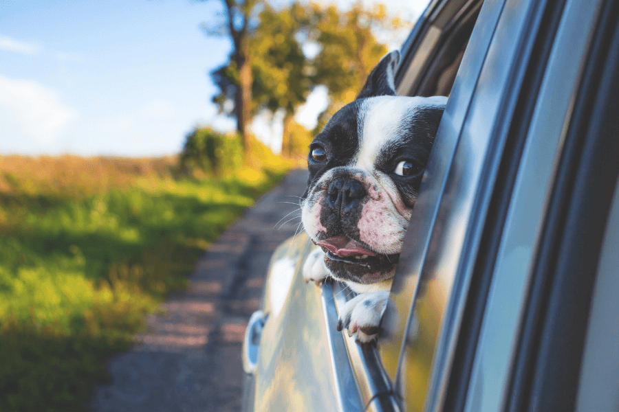 Consejos para viajar con perro en coche de forma segura