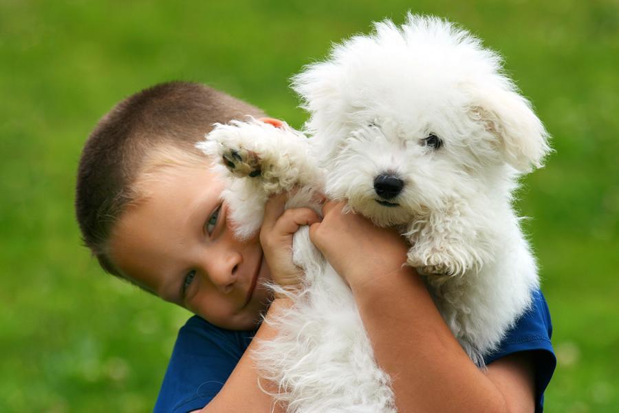Perros en adopción… ¿Razas grandes o pequeñas?