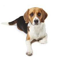 beagle razas de perros pequeñas