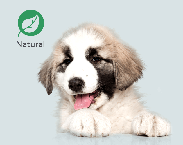 Beneficios del polvo relajante para perros
