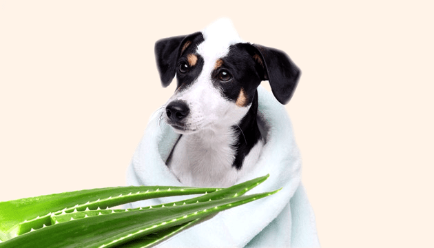 Champú natural con Aloe Vera para perros