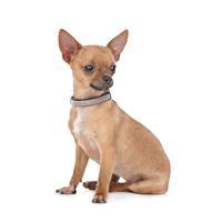 Chihuahua razas perros pequeños