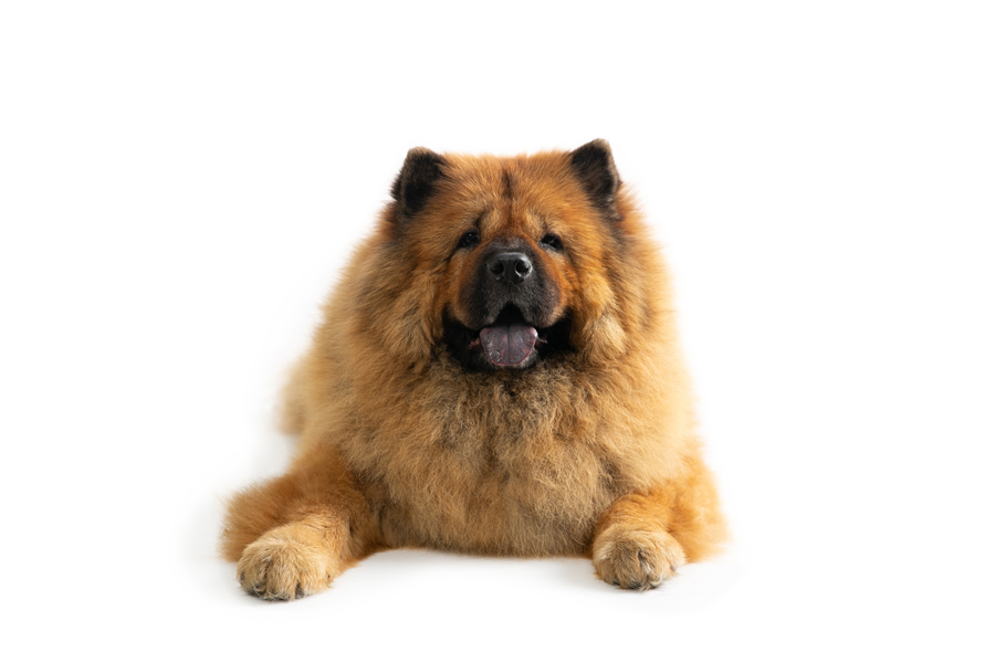 Chow chow, una de las razas de perros más antiguas