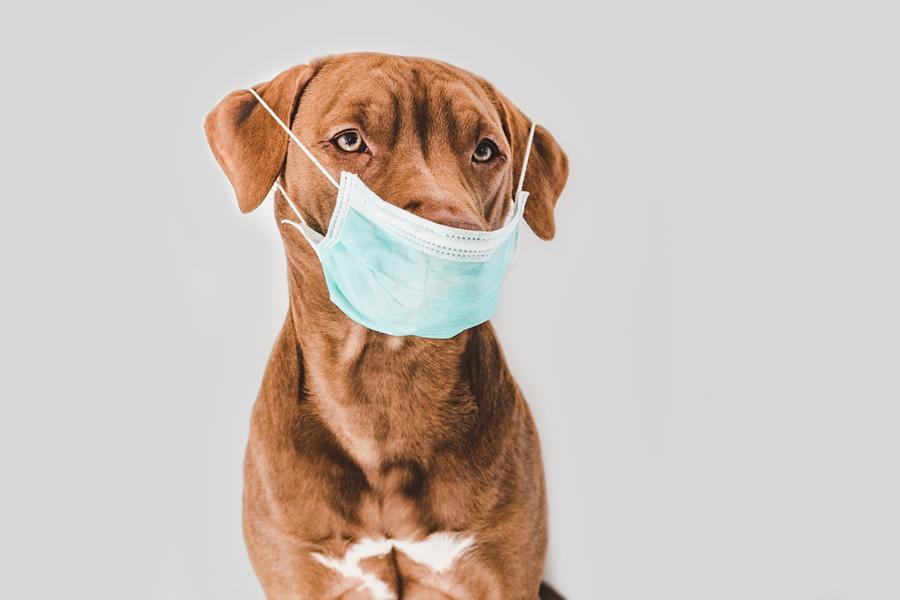 Coronavirus en perros, síntomas medidas de prevención