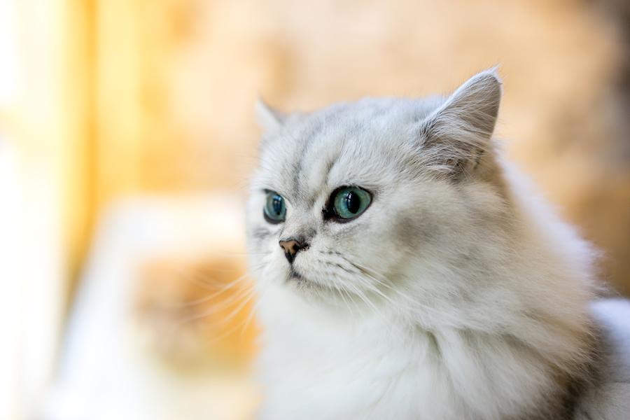 Gato persa: curiosidades consejos para el esta