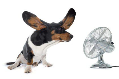 golpes de calor en perros
