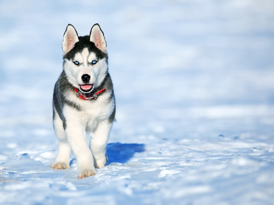 Husky siberiano, cuidados de esta raza perros