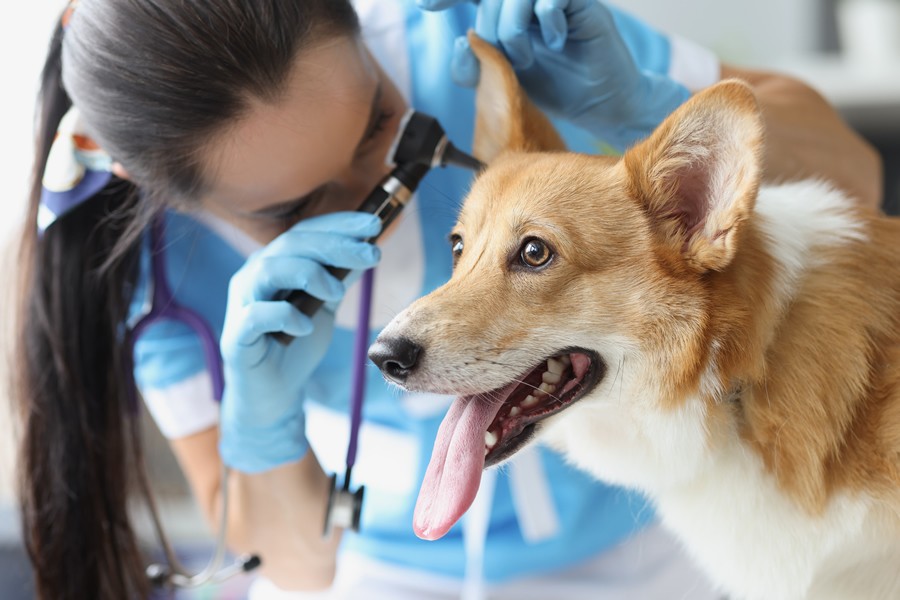 Cómo prevenir las infecciones de oído de tu perro