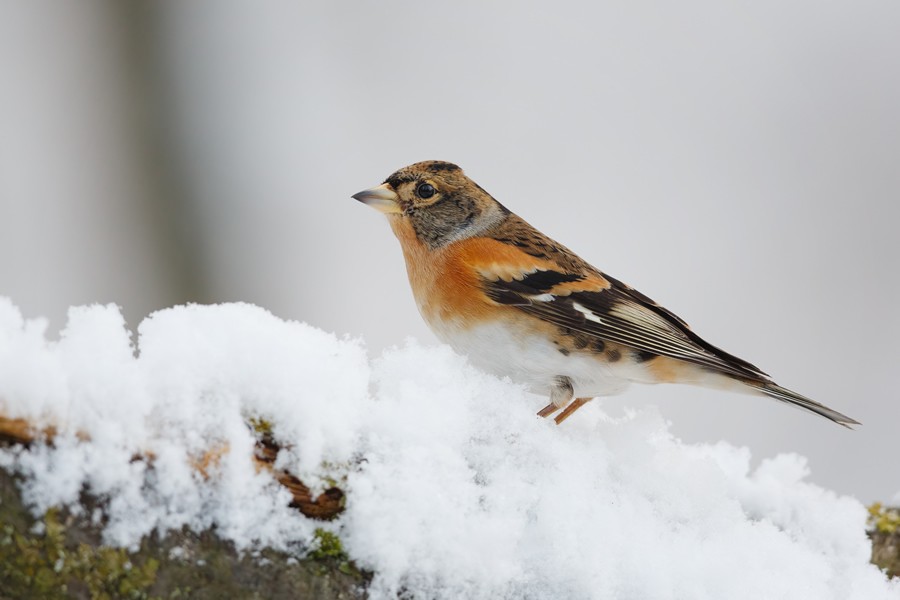 Consejos para proteger a los pájaros del frío
