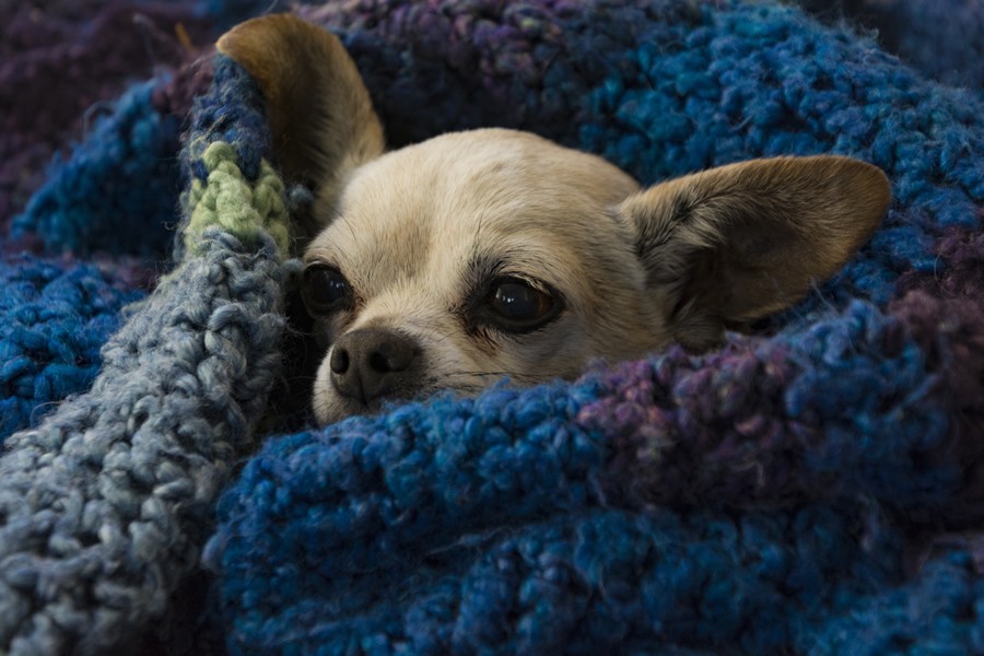 ¿Sabes cuáles son las razas de perros que soportan peor el frío?