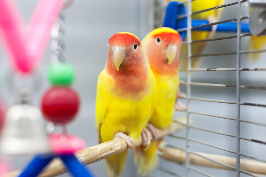 ¿Buscas un pájaro como mascota? ¡Estas son las razas de aves más populares!