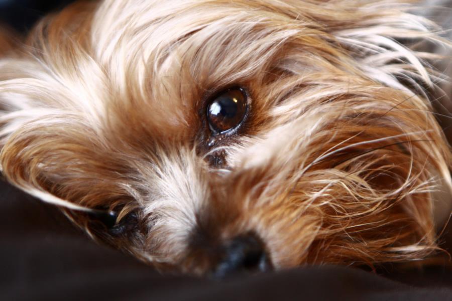 patrimonio Eso cruzar Síndrome de Cushing en perros y gatos, qué es y cuáles son sus síntomas